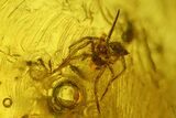 Detailed Fossil Fly (Diptera) and a Spider (Araneae) in Baltic Amber #197719-2